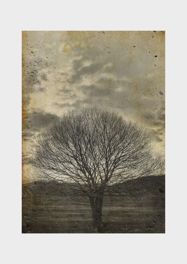 Mint By Michelle Sepia Tree