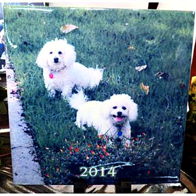 Personalized Ceramic Tile with my Pets Picture Transferred on Dog Lovers Gift for Pet Lovers | Enchanted Memories, Custom Engraving & Unique Gifts